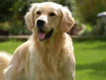 Animali_CaniGoldenRetriever1.jpg