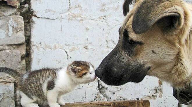 Animali_Cani e gatti.jpg