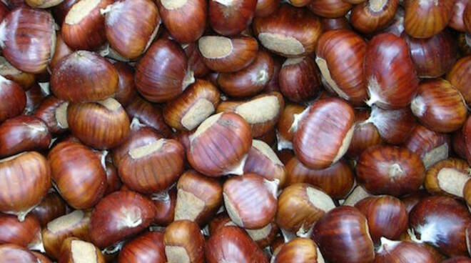 Castagne_Marroni.jpg