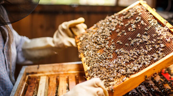 Il mondo delle api è un'organizzazione sociale complessa