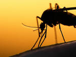 Le zanzare sono tra gli agenti che potrebbero contribuire alla diffusione del virus