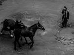 Giovanni Lindo Ferretti e due dei suoi cavalli