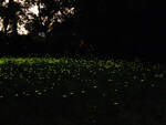 Le lucciole, visibili nella visita notturna al Podere Pantaleone
