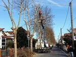 Le operazioni di potatura in via Pisino a Bellaria