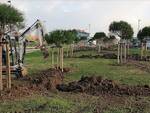 Nuovi alberi in collocazione alla rotatoria di via Cardano con la via Emilia