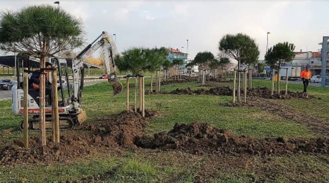 Nuovi alberi in collocazione alla rotatoria di via Cardano con la via Emilia