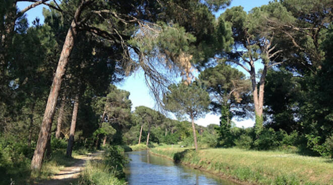 Pineta di Cervia, foto di repertorio