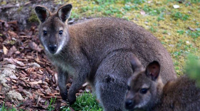 I wallaby, curiosi mammiferi simili ai canguri ritratti in gruppo