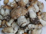 Nella foto i Prugnoli, tipici funghi dal profumo intenso che nascono in primavera