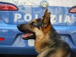 Un altro bel colpo del cane poliziotto di Rimini