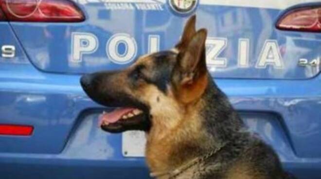 Un altro bel colpo del cane poliziotto di Rimini