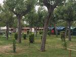 Una panoramica del Camping Classe a Lido di Dante