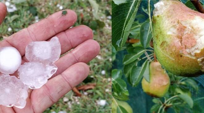 Alcune foto dei chicchi di grandine e dei danni provocati alla frutta