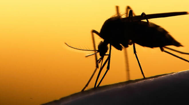 Lotta alle zanzare per evitare la possibile diffusione a Forlì del virus West Nile (foto di repertorio)