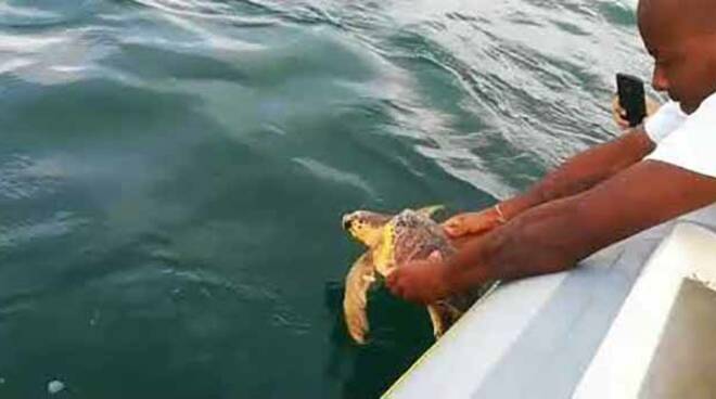 Il rilascio in mare della tartaruga "snow"