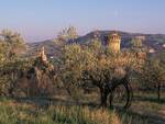 Brisighella, la Rocca tra gli olivi