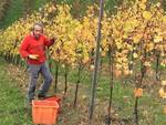 Alessandro Ramilli (Tenuta Il Plino) nella sua vigna