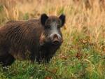 Il cinghiale è il protagonista del menù