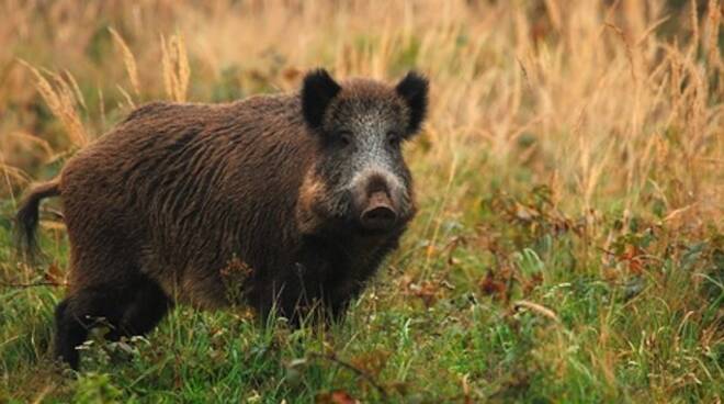 Il cinghiale è il protagonista del menù