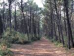 Pineta di Lido di Dante (foto d'archivio)