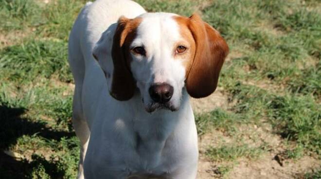 Buddy, uno dei Fido presenti nel canile di Forlì in attesa di una famiglia