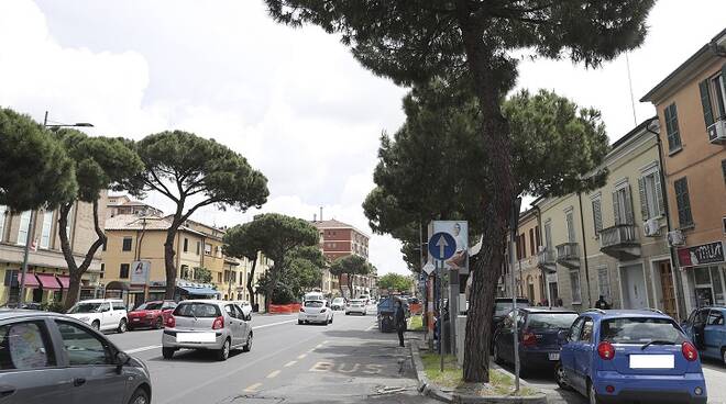 Uno dei pini da abbattere, davanti al civico 80 in via Maggiore