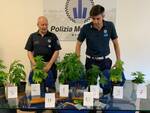 Gli agenti della Polizia locale con le piante di marijuana sequestrate nell'abitazione del riminese