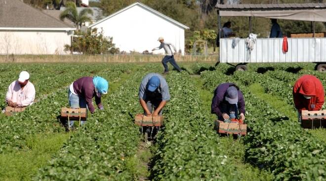 I fenomeni di sfruttamento del lavoro agricolo in Romagna affrontate in Regione (foto d'archivio)
