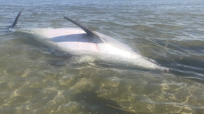 Il delfino morto rinvenuto dai bagnanti