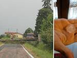 Uno degli alberi caduti, in via Stradello a Bagnacavallo, e uno dei chicchi di grandine (foto della grandine dalla pagina Facebook di Condifesa Ravenna)