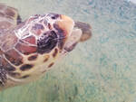 Uno scatto della tartaruga che verrà rilasciata in mare