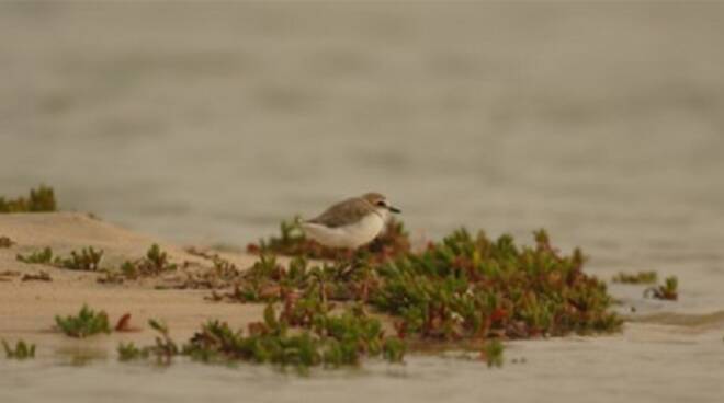 Fratino (foto da www.justbirds.it)