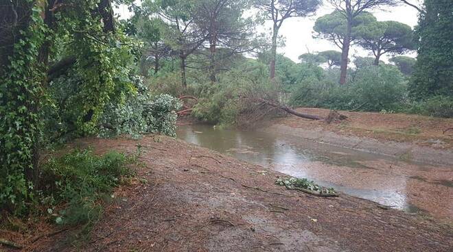 pineta milano marittima cervia - alberi caduti