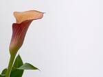 calla lutto