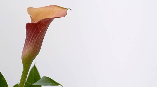 calla lutto