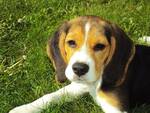 cane beagle