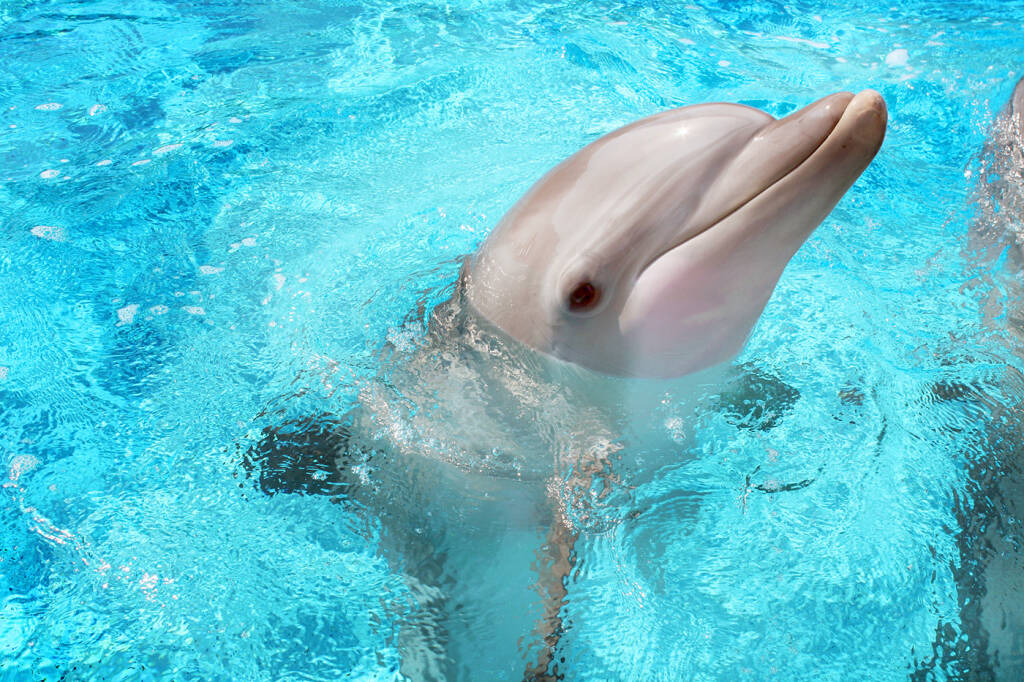 Oltremare Riccione: festa per il 5° compleanno del delfino Taras
