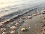 Tantissime meduse "spiaggiate