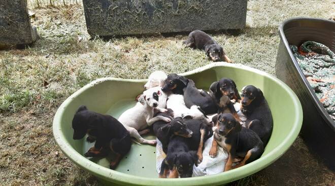 11 cagnolini trovati in un bagagliaio faenza