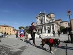 Maratona di Ravenna Città d’arte. In tanti alla  'Conad Family Run' e alla 'Dogs & Run'