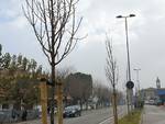 alberi in via Flaminia-Rimini
