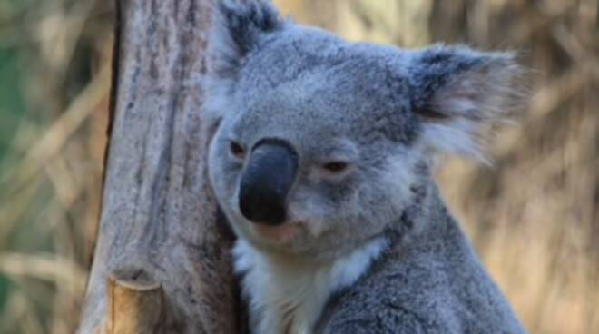 koala