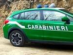 Carabinieri Forestali