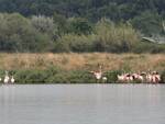 saline di cervia