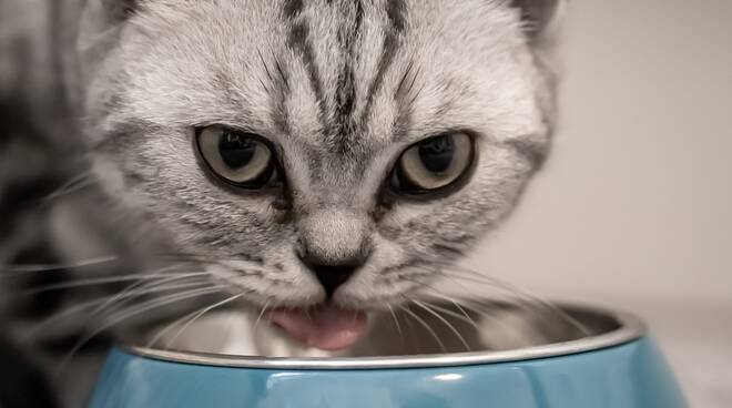 gatto ciotola cibo