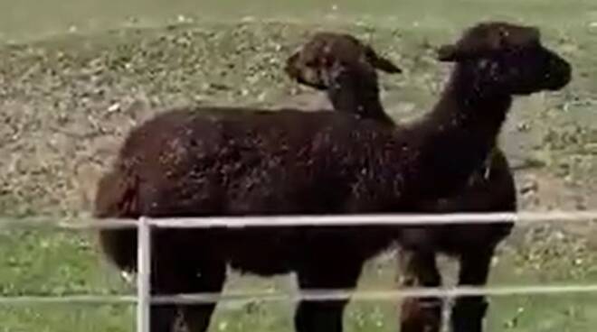 Villaggio delle Cicogne di Fosso Ghiaia: anche gli alpaca fanno la doccia!