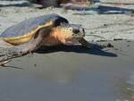 rilascio della tartaruga marina Libero