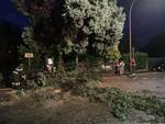 albero caduto nella Circonvallazione rotonda ai Goti, maltempo ravenna 11 luglio