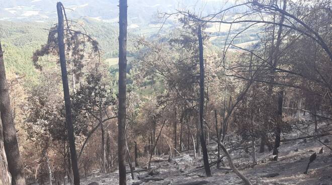 incendio casola - boschi 