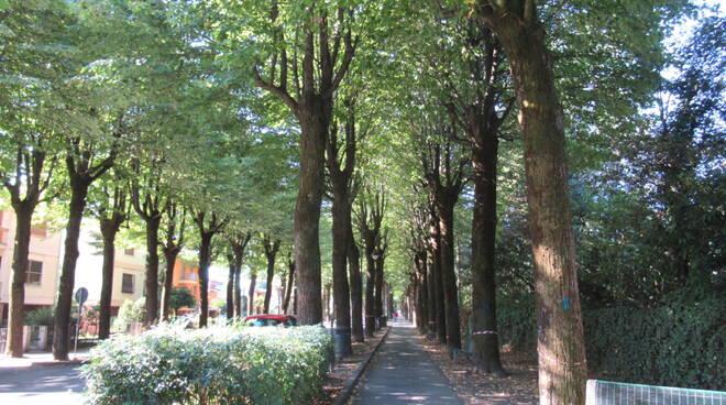 viale tigli castel bolognese